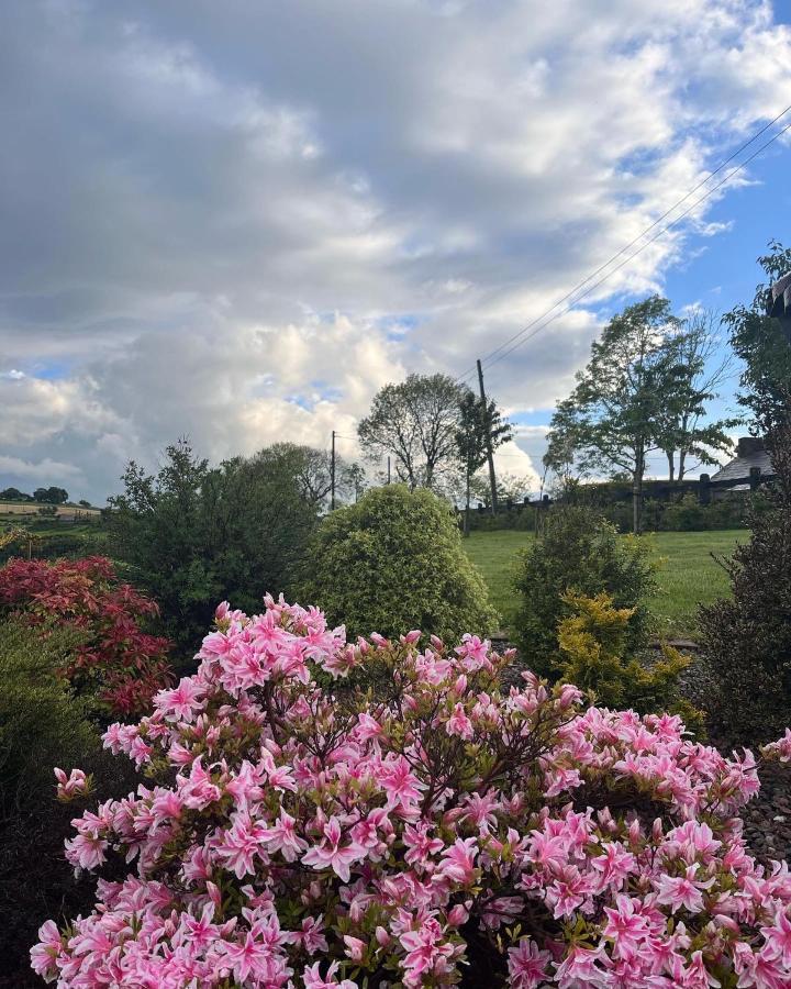 Dans Wee Cottage Slieve Croob Dromara Castlewellan Newcastle Ngoại thất bức ảnh